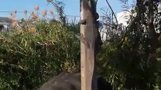 Large Lizard Startles Man on Scooter