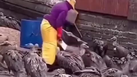 A Ukrainian Woman Feeding Russians to Her Birds