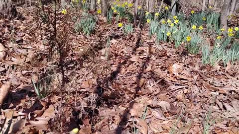 Daffodils in The Woods