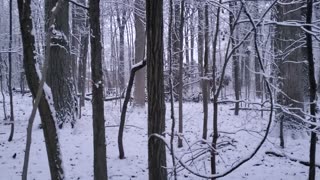 Morning Snow in Southeast Michigan