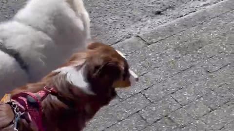 Cute dog video 🐕🐕🐕