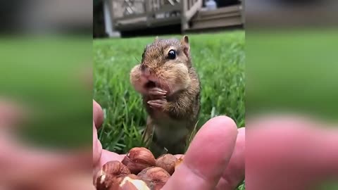 ♥♥🤣squirrel very hungry🤣 ♥♥ pretty and funny