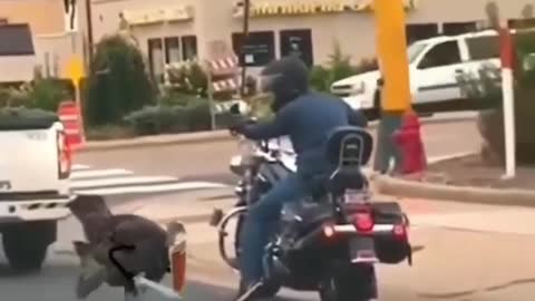 Fighting ostrich roadside with biker 😂😡