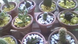 Muitos mini cactos em pequenos vasos na floricultura, lindos e adoráveis! [Nature & Animals]