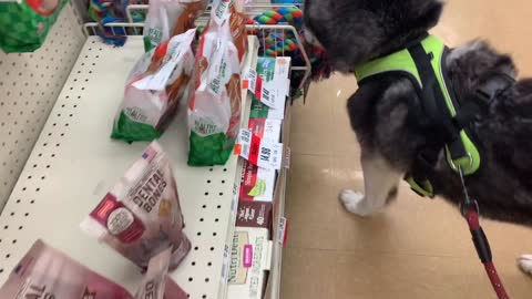 Shopping trip with my husky