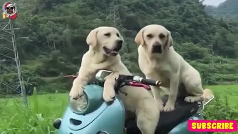 Funniest Animals! Cutest Video Ever Best Of 2021! Funny Animal Videos! cute pet! Try Not To Laugh.