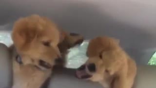 Two brown dogs argue in backseat