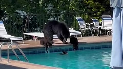 Mama bear plays lifeguard while her cubs roamed near a pool.