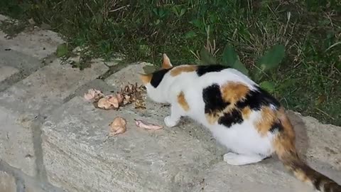 Cute colorful cat eats food. Night shooting.