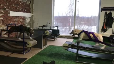 These dogs are trained to run at the gym
