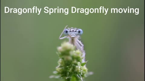 Dragonfly Spring Dragonfly