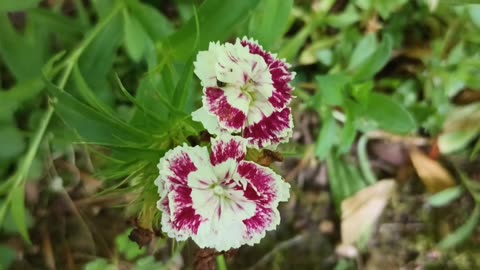 Sweet William