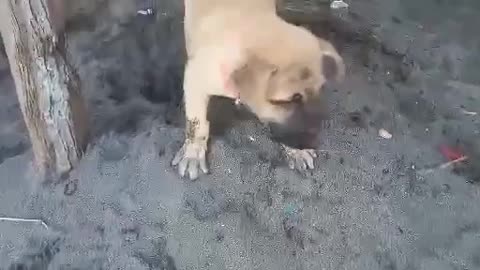 Puppy on the beach