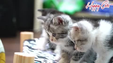 Kittens Have Fun Without Mom