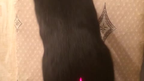 Stupid cat 🐱 laser