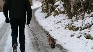 unusual cat adventure on winter