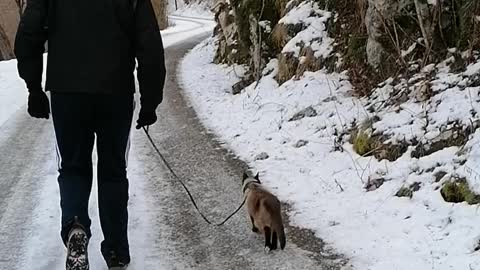 unusual cat adventure on winter