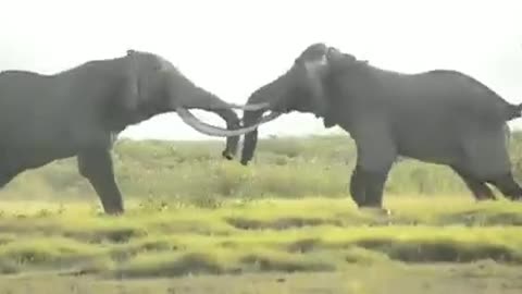 Elephants Fighting