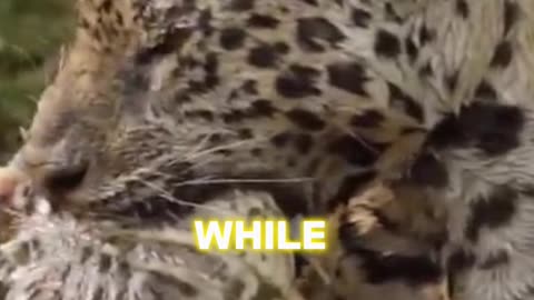 Why leopards like eating crocodiles