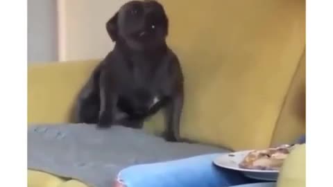 Puppy excited to his master's food