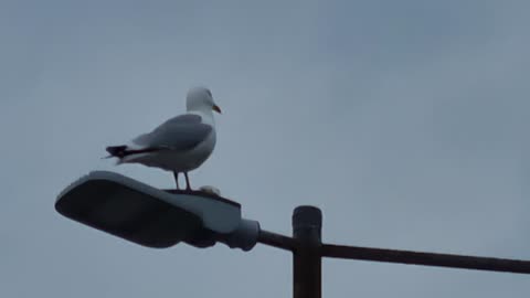 Seagull In North Wales.