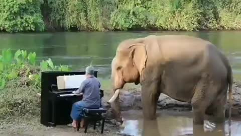 Man plays piano for an elephant
