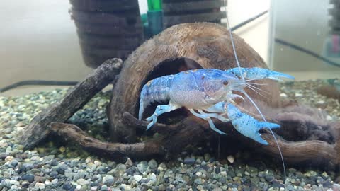 Clacky crayfish is playing
