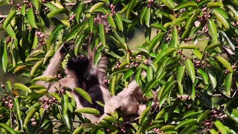 Hooded gibbon