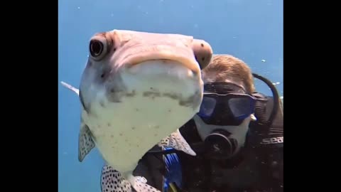 selfie with pufferfish 🐡