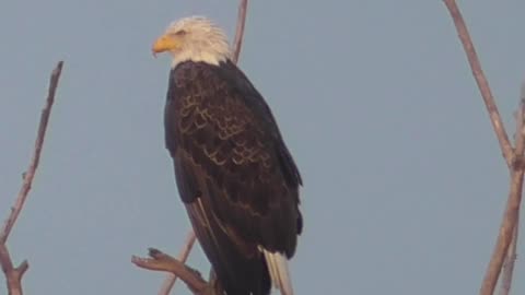 451 Today's Eagle Watch