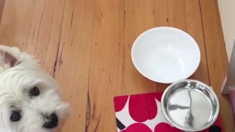 Clever Westie Rings Bell To Remind Owners It's Lunch Time