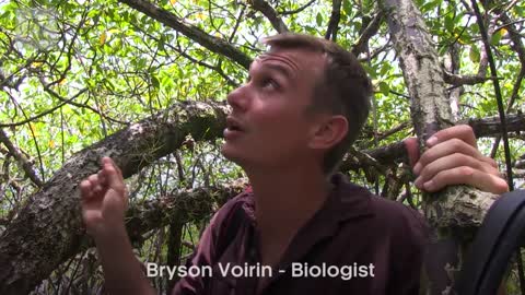 Life as a Pygmy Sloth | Planet Earth II | BBC Earth