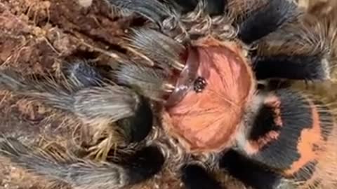 spider hunt cricket to eat.mp4