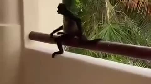 Who will win? This is the battle of Monkey vs. Human 😂🤣😂
