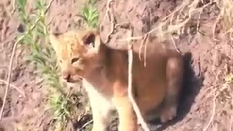 Lion cub - Scared sound! #shorts #baby #lion #cub #Animals #wildlife #viralvideo