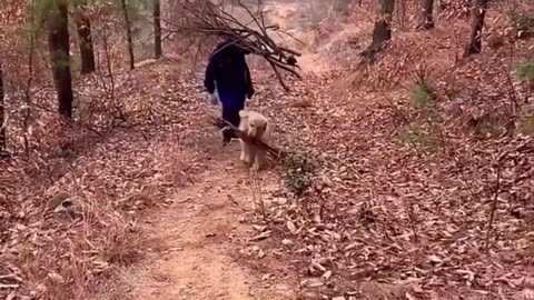 The loyal golden retriever helps the old man to carry firewood🥹