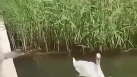 Swan Family Jumping in Water #shorts #viral #shortsvideo #video