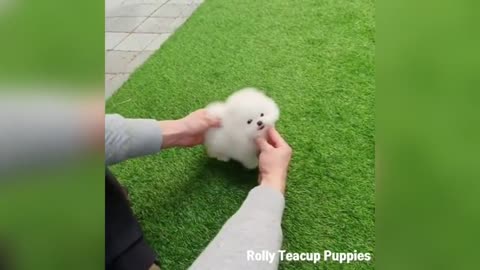 Cute Pomeranian Puppies Doggies love