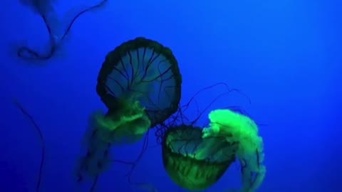 green jellyfish