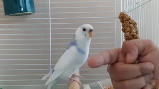 Bird eats millet