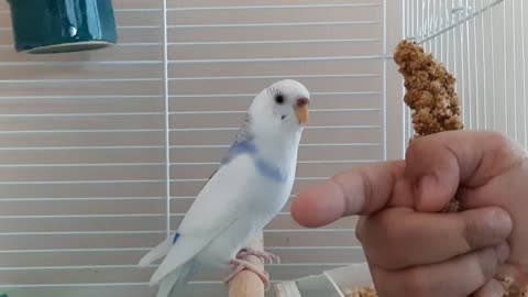 Bird eats millet