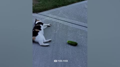 Cucumbers Are Cat's Enemy - Funny Pet Reaction | Purr Purr