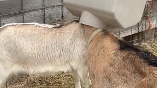 Greedy Goats Get Their Heads Stuck in a Feeder