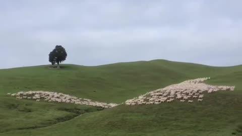 mesmerizing sheep herding!