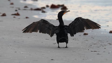 A Cormorant Drying Its Wings