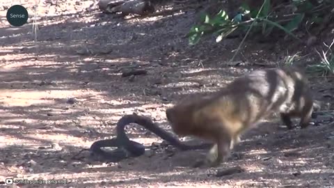 Snake Immediately Regretted Having Eaten the Porcupine _ Wild Animals