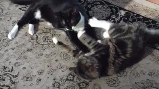 Two cats fighting one another