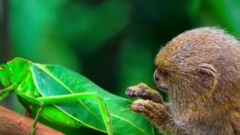 A baby pygmaea playing with an insect