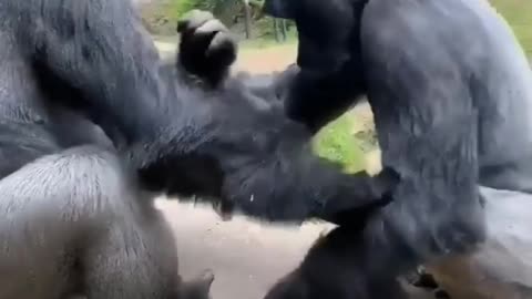 Vary Funny Gorilla Dance Video