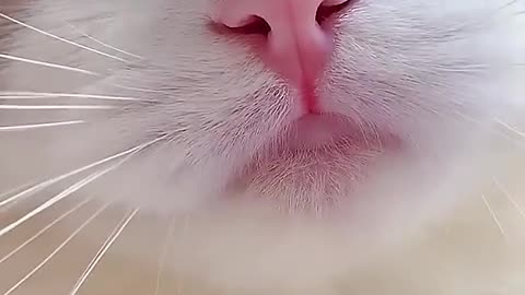 MOST CUTEST WHITE CAT MEOW